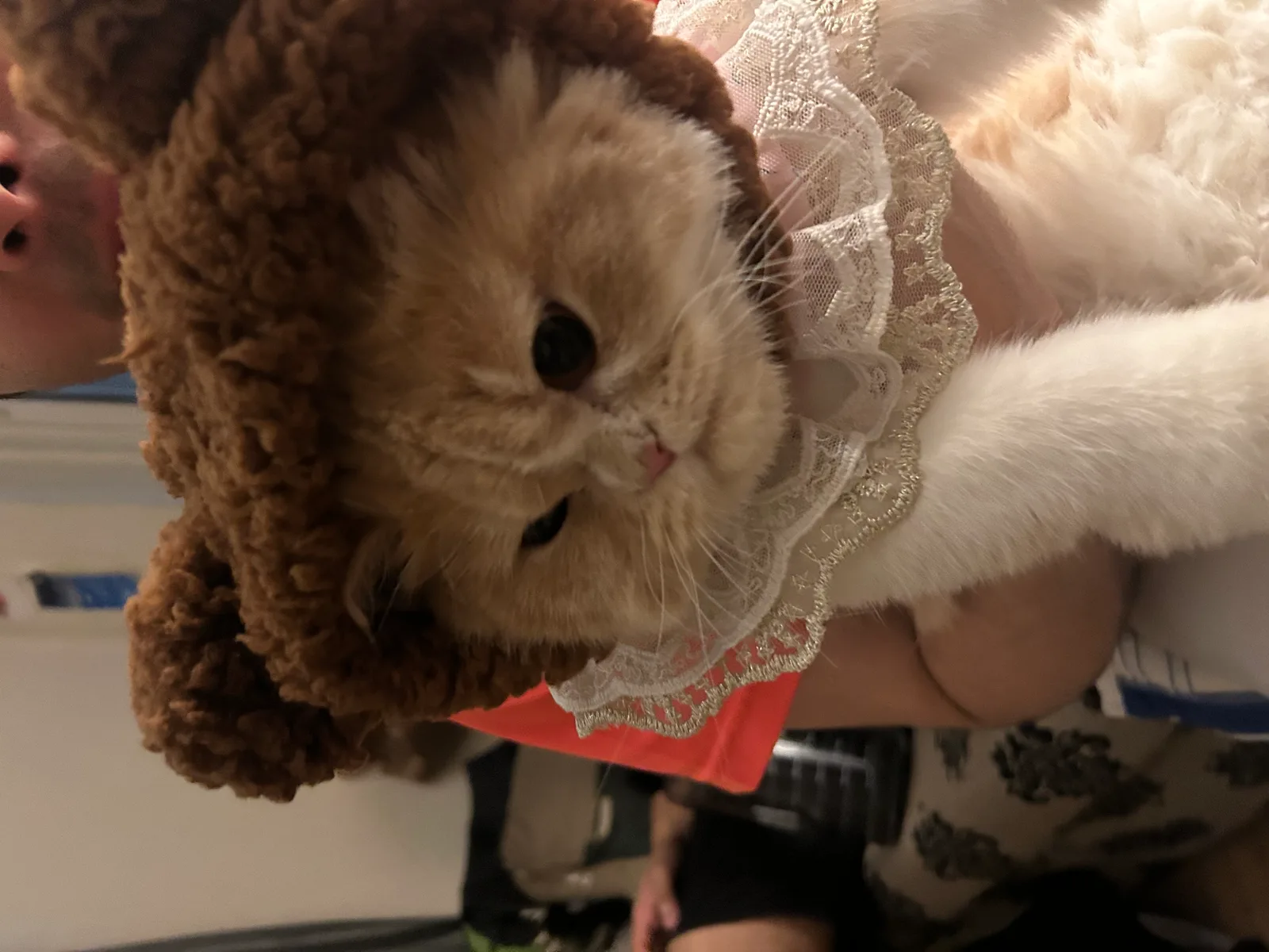 Megu